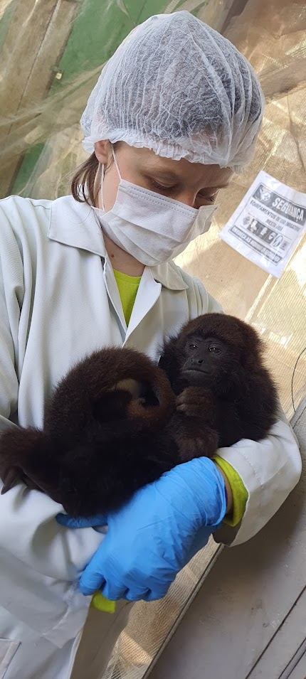 Vacinação dos bugios contra a Febre Amarela em Indaial 2 bugios macaco 1