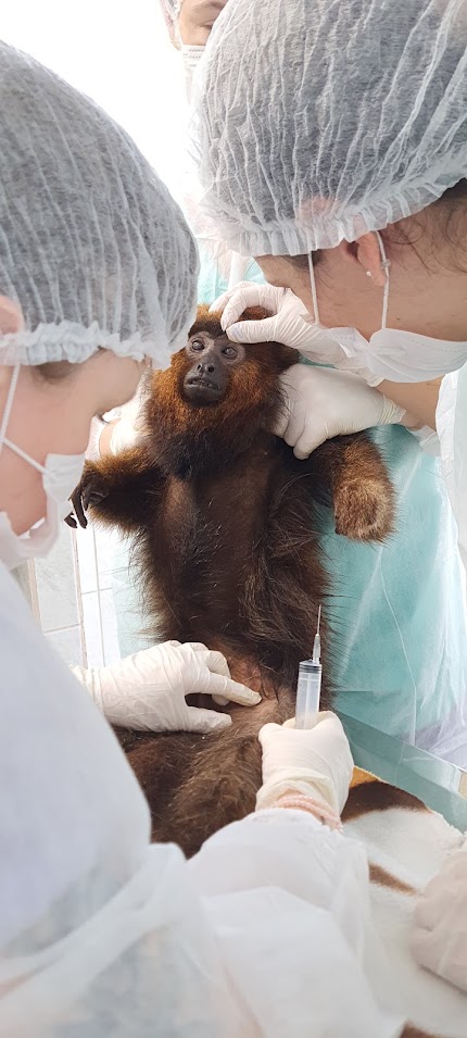 Vacinação dos bugios contra a Febre Amarela em Indaial 1 bugios macaco