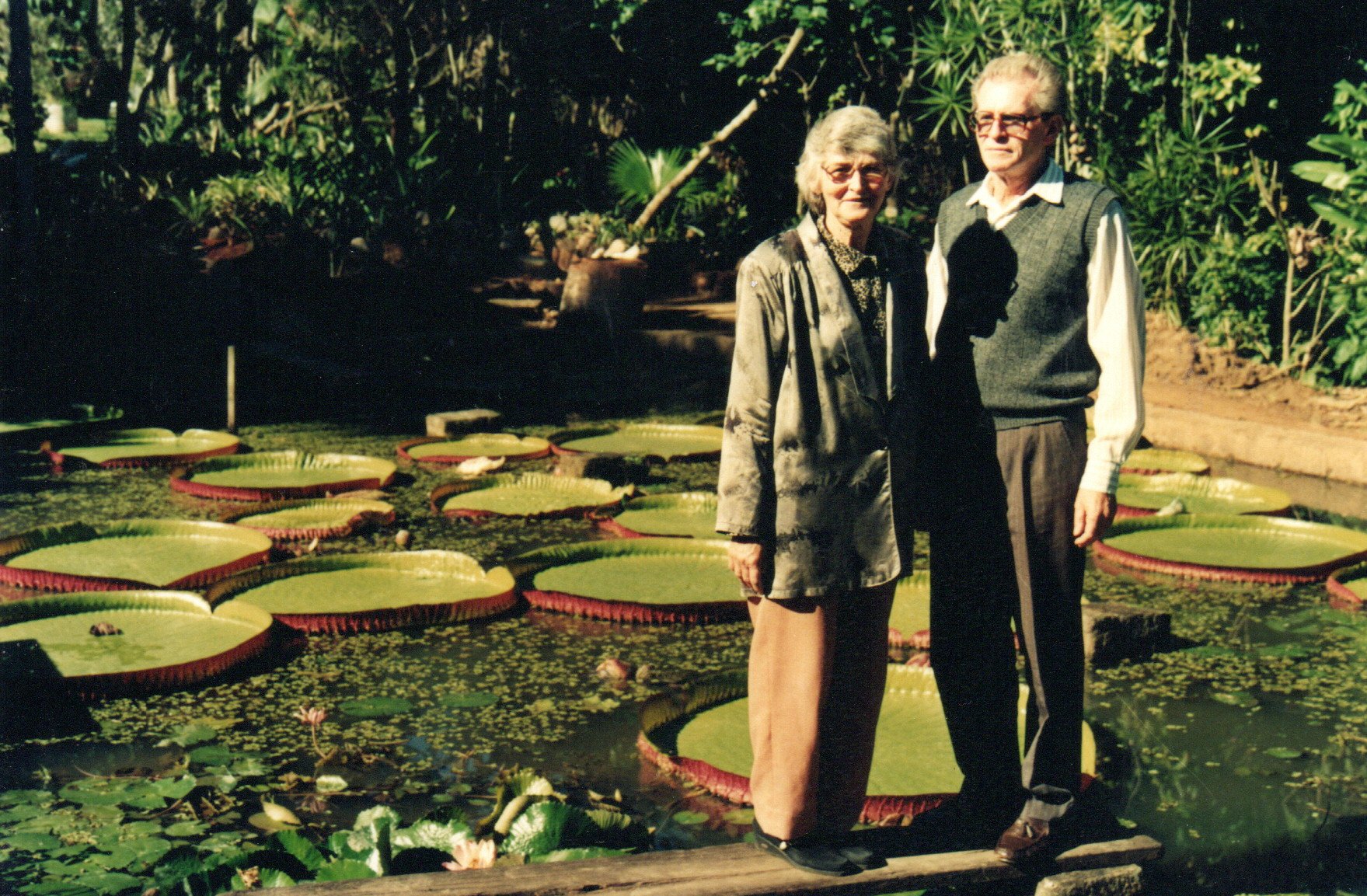 Aclimatação Histórica: Vitória-régia completa 47 Anos em solo de Indaial 1 Valdemiro Nasato Indaial