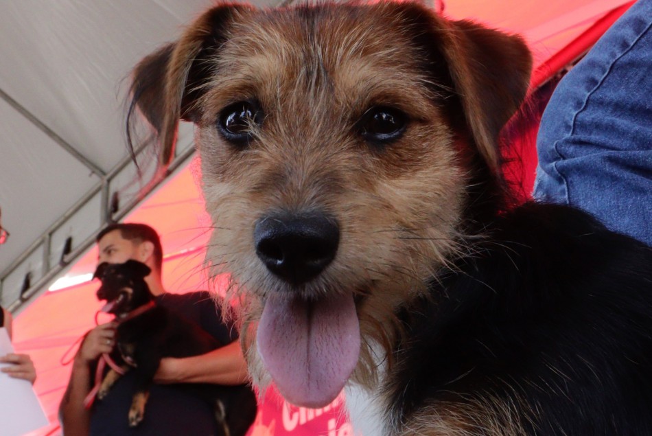 Prefeitura de Blumenau contabiliza mais de mil animais castrados em dezembro 1 castracao cao em Blumenau