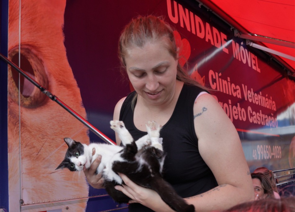 Prefeitura de Blumenau contabiliza mais de mil animais castrados em dezembro 2 castracao gato em blumenau