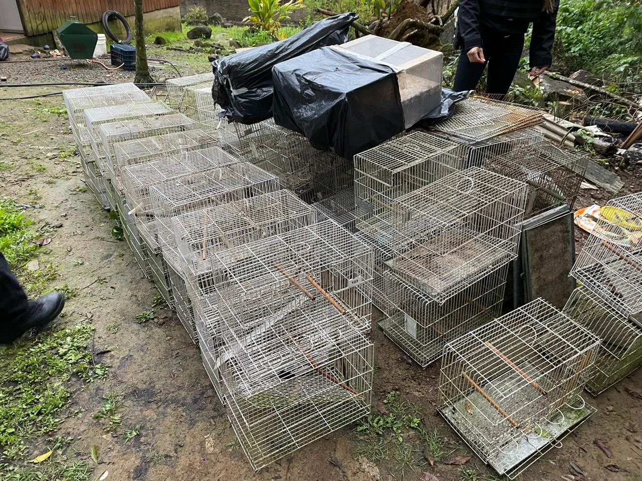 Homem é preso por tráfico internacional de animais silvestres em Rodeio 1 3248fbc0 1840 4cbd 855a b233dcb814d3