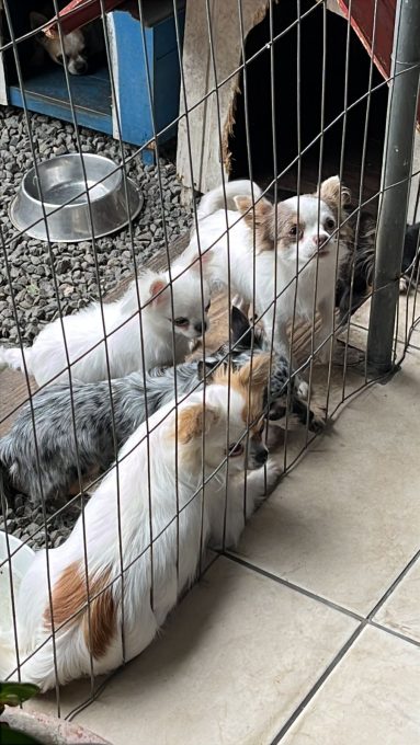 Maus-tratos aos animais; Proprietário de canil clandestino é preso em Blumenau 1 Maus tratos aos animais