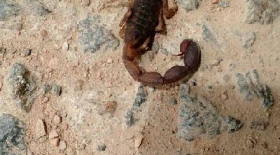 Tumulus Hottentotta é uma das espécies mais perigosas de escorpiões conhecido pelo homem.