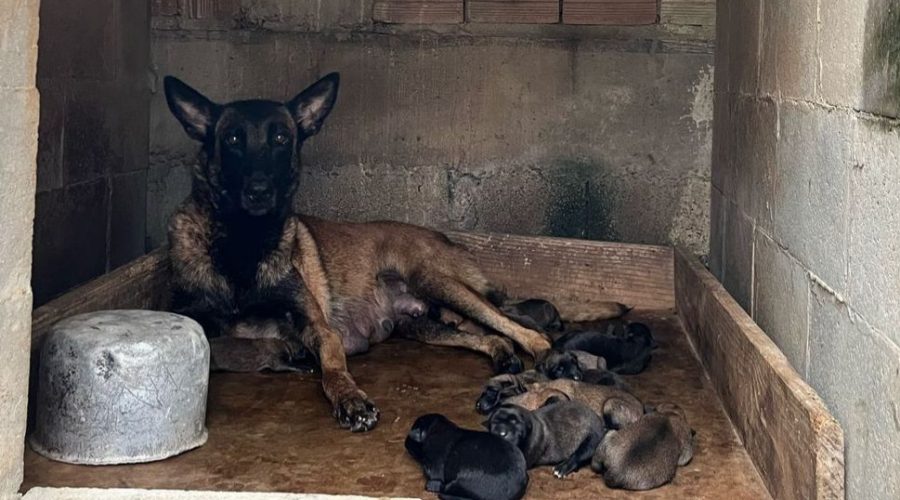 cão
