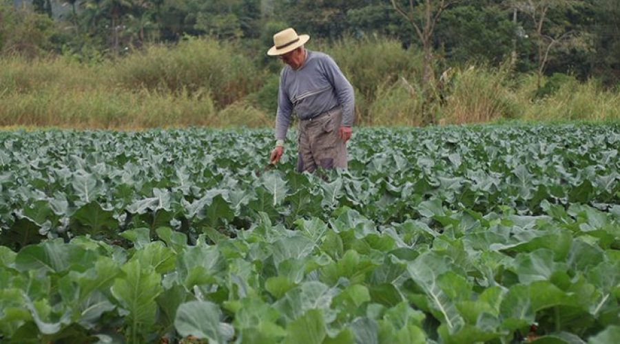 Agricultura de Timbó