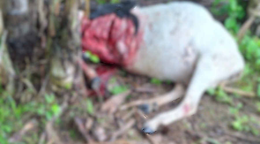 São João do Itaperiú Polícia Militar Ambiental