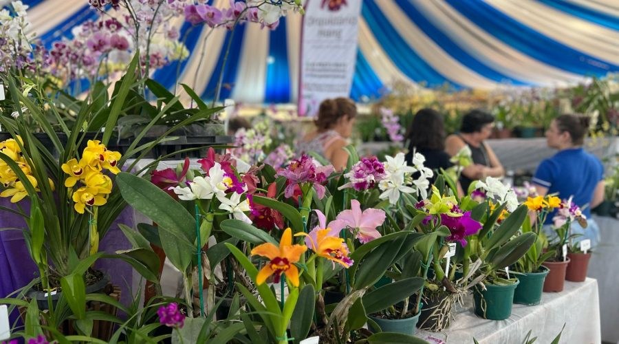 38ª Exposição e Mercado de Orquídeas, Bromélias, Cactos, Bonsai e Plantas Ornamentais,