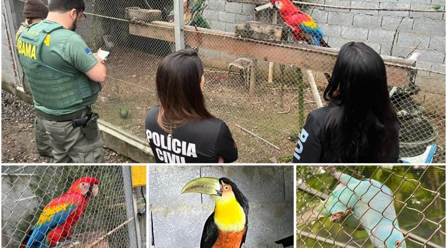 Foto: Polícia Civil