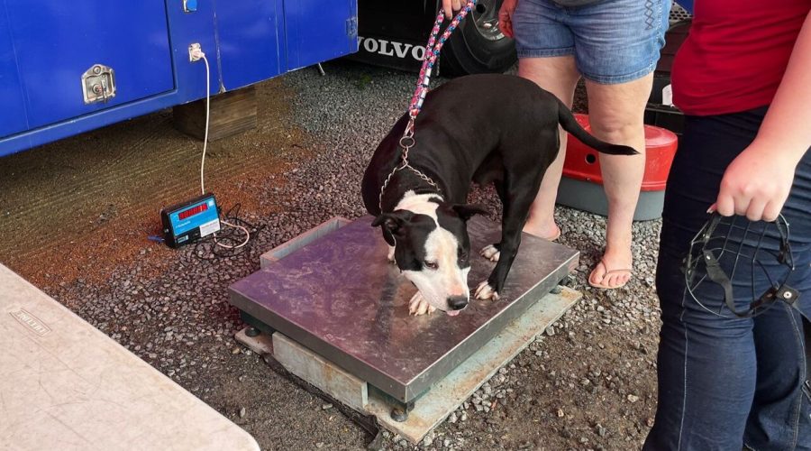 castração cão Indaial