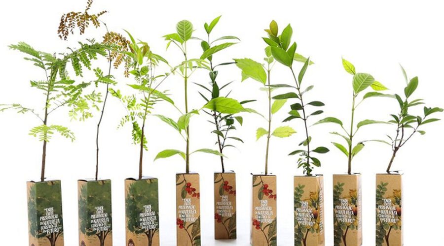 projeto Eco-escolas